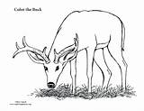 Deer Pages Coloring Realistic Getcolorings Hunting sketch template