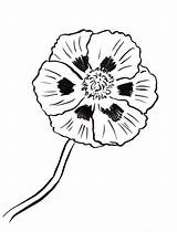 Poppy Coloring Printables Samanthasbell sketch template