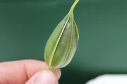 growing orchids  seed
