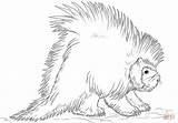 Porcupine Coloring North Draw American Porcupines Pages Drawing Printable Realistic Drawings Step Designlooter Coloringbay Supercoloring Tutorials 93kb 333px Categories sketch template