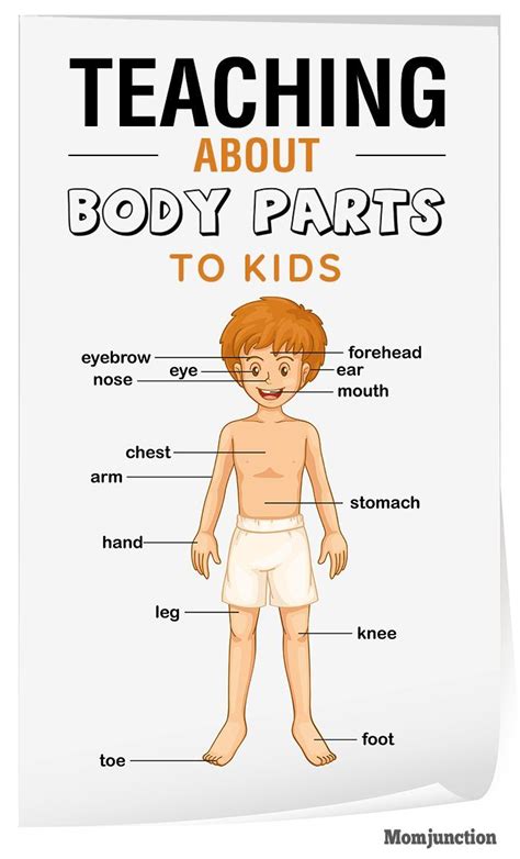 teaching  body parts  kids body parts  kids body parts
