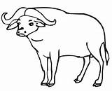 Buffalo Coloring African Pages Outline Carabao Water Cartoon Drawing Printable Cape Color Kids Clipart Template Templates Bison sketch template