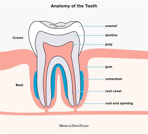teeth  adults  anatomy  function