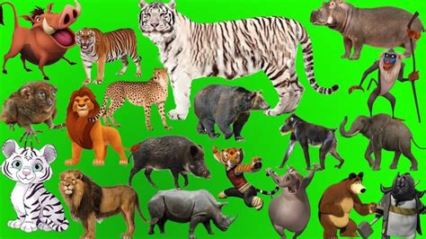 wild animals names  sounds amazing african animals  cartoon