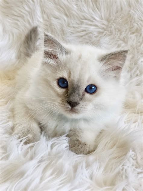 find balinese cat breeders   petsyou