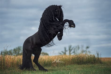 schwarzer friesen hengst steigt auf feld schwarzes pferd pferd bilder foto fotografie