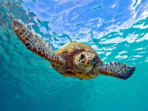 sea turtle swimming stares straight   camera maui hands
