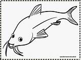 Ikan Mewarnai Lele Patin Belajar Sketsa Kartun Animasi Keren Paud Louhan Mudah sketch template