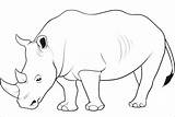 Badak Mewarnai Belajar Hewan Binatang Rhino Sketsa Tk Coloringbay sketch template