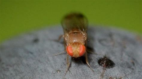 experiment reveals flies find sex enjoyable and consume
