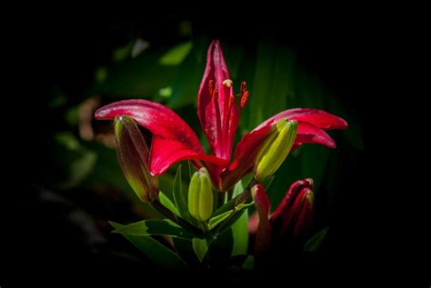 garden lilies