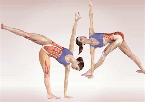 yoga anatomy poses world peace yoga school