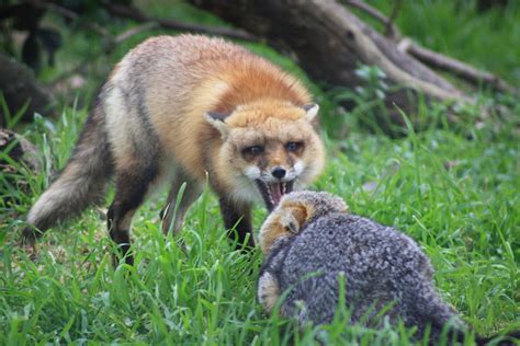 Fox Furry Cub Anal
