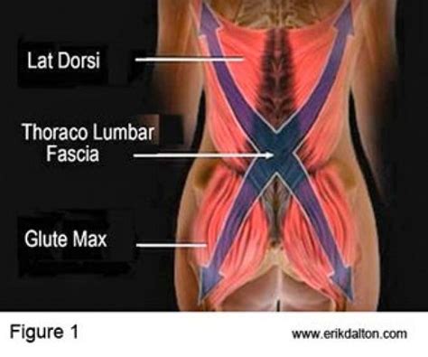 Massage Techniques For Gluteus Maximus Lats And Bad Low