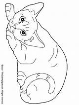 Poezen Kleurplaat Devon Kleurplaten Katzen Ausmalen Colors Katten Honden Coloringkids Schattige Dessiner Disegno Animali Bezoeken Felidos Broderie Uitprinten Downloaden Projets sketch template