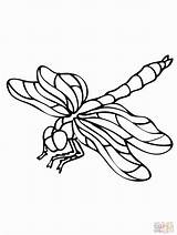 Dragonfly Coloring Pages Print Printable Colouring Drawing Supercoloring Color Books Popular Adult Sheets Kids Coloringhome Choose Board sketch template