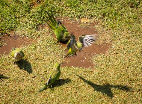 green parrots swimming   puddle  walking  green grass rome italy stock photo image