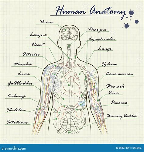 human anatomy diagram stock vector illustration  handwritten