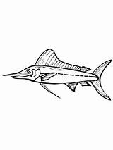 Marlin Coloring Fish Pages Drawing Blue Supercoloring Template Online Getdrawings sketch template