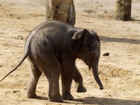 cute baby animals  city zoos pictures huffpost uk