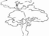 Pecan Tree Drawing Paintingvalley Coloring sketch template