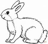 Rabbit Coloring Pages Color Printable Cute Colouring Drawing Ausmalbilder Kids sketch template