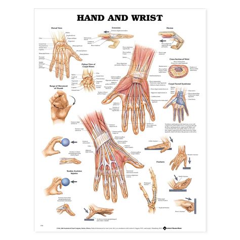 hand  wrist anatomical chart