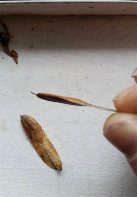 Identification What Is This Seed Pod And Heartwood