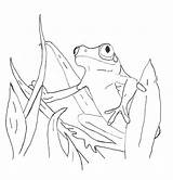 Frog Tree Drawing Getdrawings Eyed Red sketch template