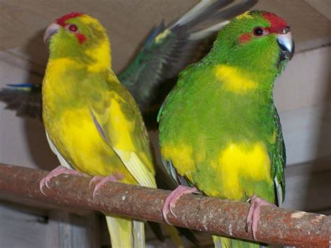 images  kakariki  pinterest wild birds  babies  royalty  stock