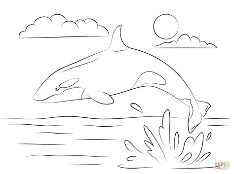 cute killer whale  jumping   water coloring page