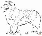 Coloring Australian Dog Cattle Designlooter Shepherd Click sketch template