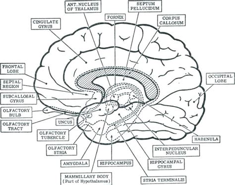 coloring pages   brain  getdrawings