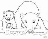 Polar Bear Coloring Pages Cub Baby Bears Drawing Mother Printable Express Animals Arctic Cola Mom Coca Cute Curious Color Animal sketch template