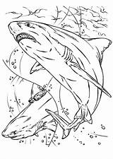 Jaws Kleurplaat Haai Haaien Shark Topkleurplaat sketch template
