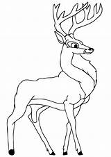 Deer Coloring Pages sketch template