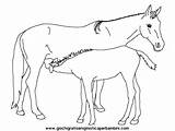Cavallo Cavalli sketch template