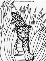 Rainforest Leopard Animali Regenwald Colorat Planse Carini Leopardos Bunte Desene Salvajes Coloringtop sketch template