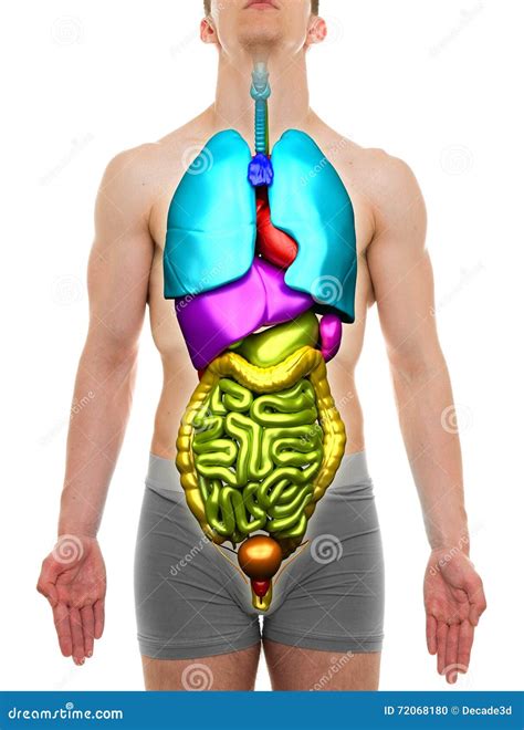 organ mann anatomie der inneren organe lokalisiert auf weiss stockfoto