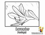 Lavender Coloring Portugal Designlooter 612px 05kb Yescoloring sketch template