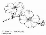 Dogwood Blossom Blossoms Designlooter Tattoos Cornus sketch template