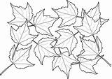 Coloring Leaf Printable Pages Kids Draw sketch template