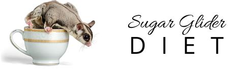 easy sugar glider diets pet food guide