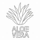 Aloe Succulent sketch template