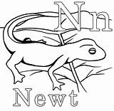 Newt Coloring Pages Color Print Sheet Animals Drawings Designlooter Salamander Animal Back Template 63kb 565px sketch template
