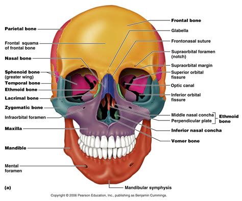skull anatomy labeled multi colored skull inferior view
