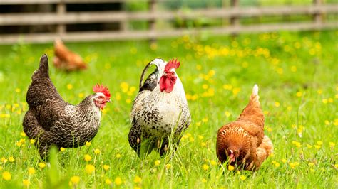 laying hens tips  facts food versele laga