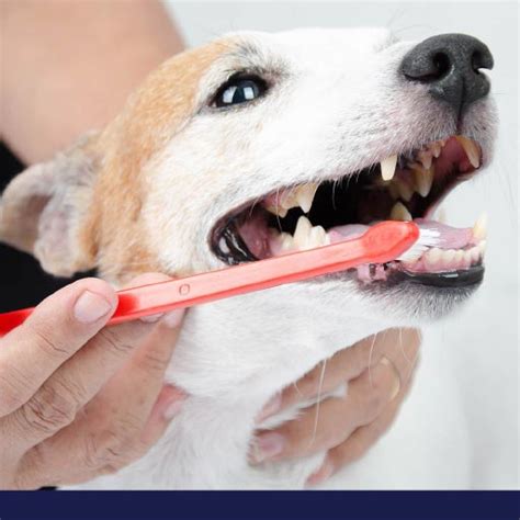 dogs mouth clean petlifesa