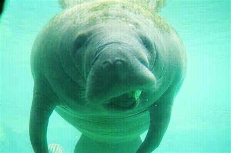 cute manatee quotes quotesgram