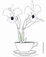 Pages Coloring Flower Orchid Flowers sketch template